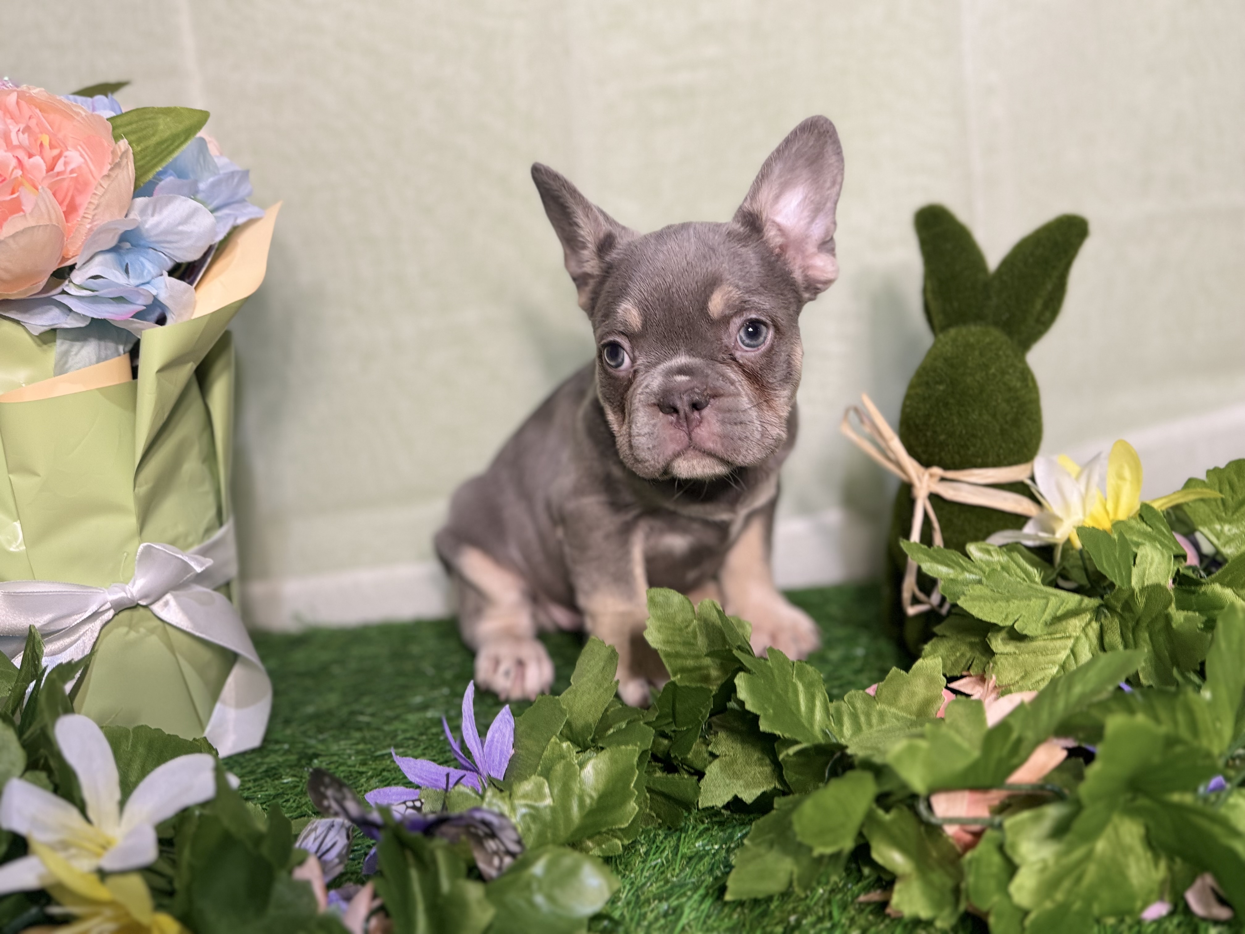 Cuteuglybulldogs